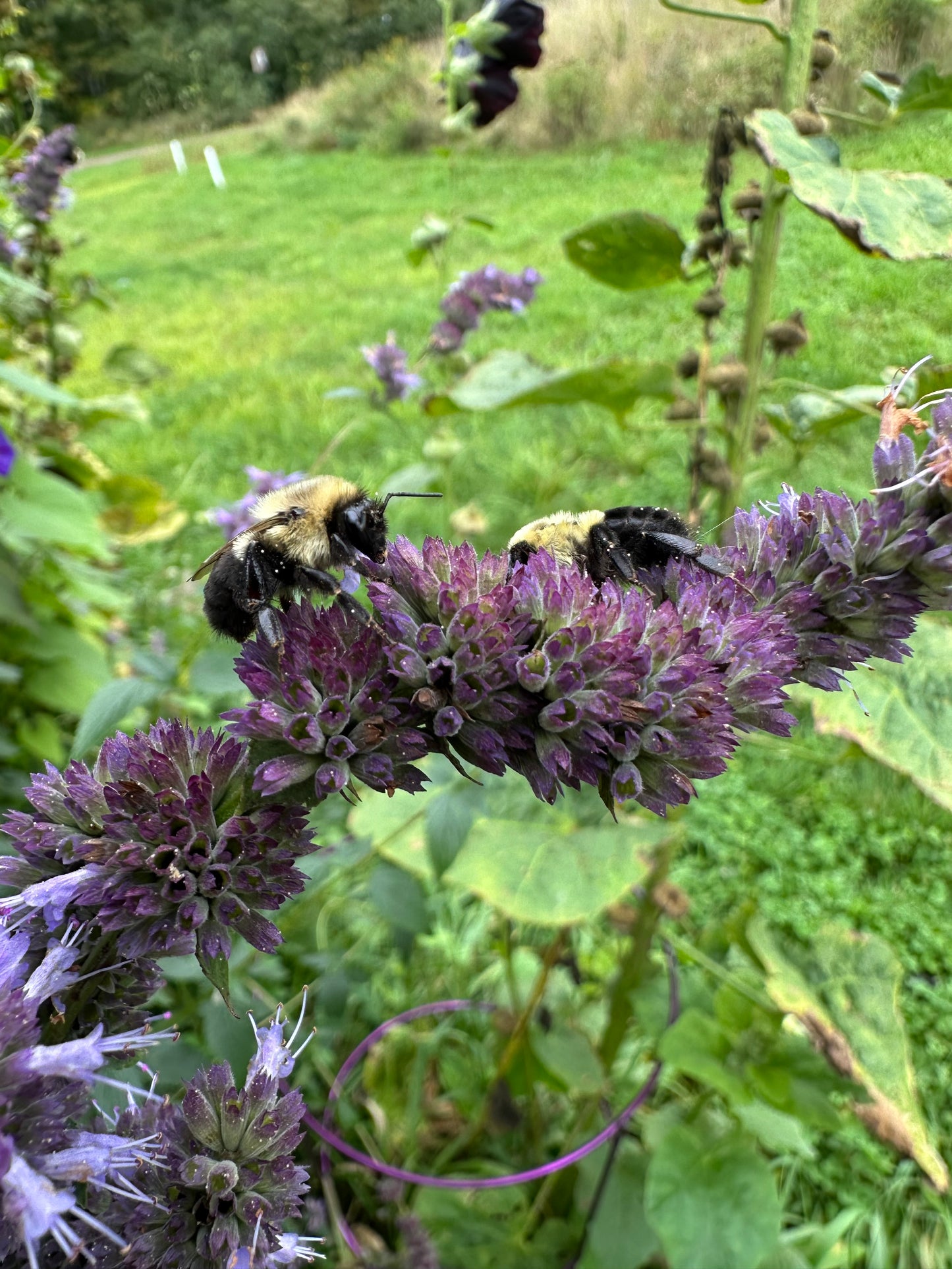 Seeds! Locally Grown in MN