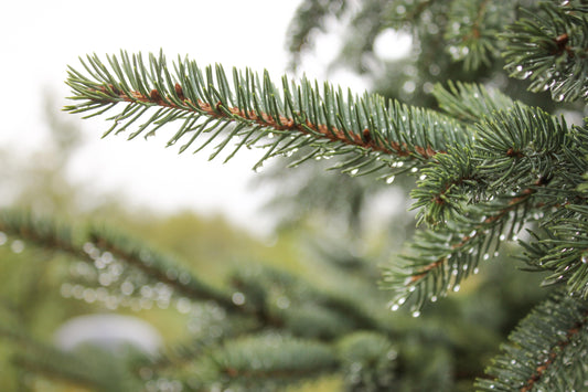 Walk in the Woods loose tea