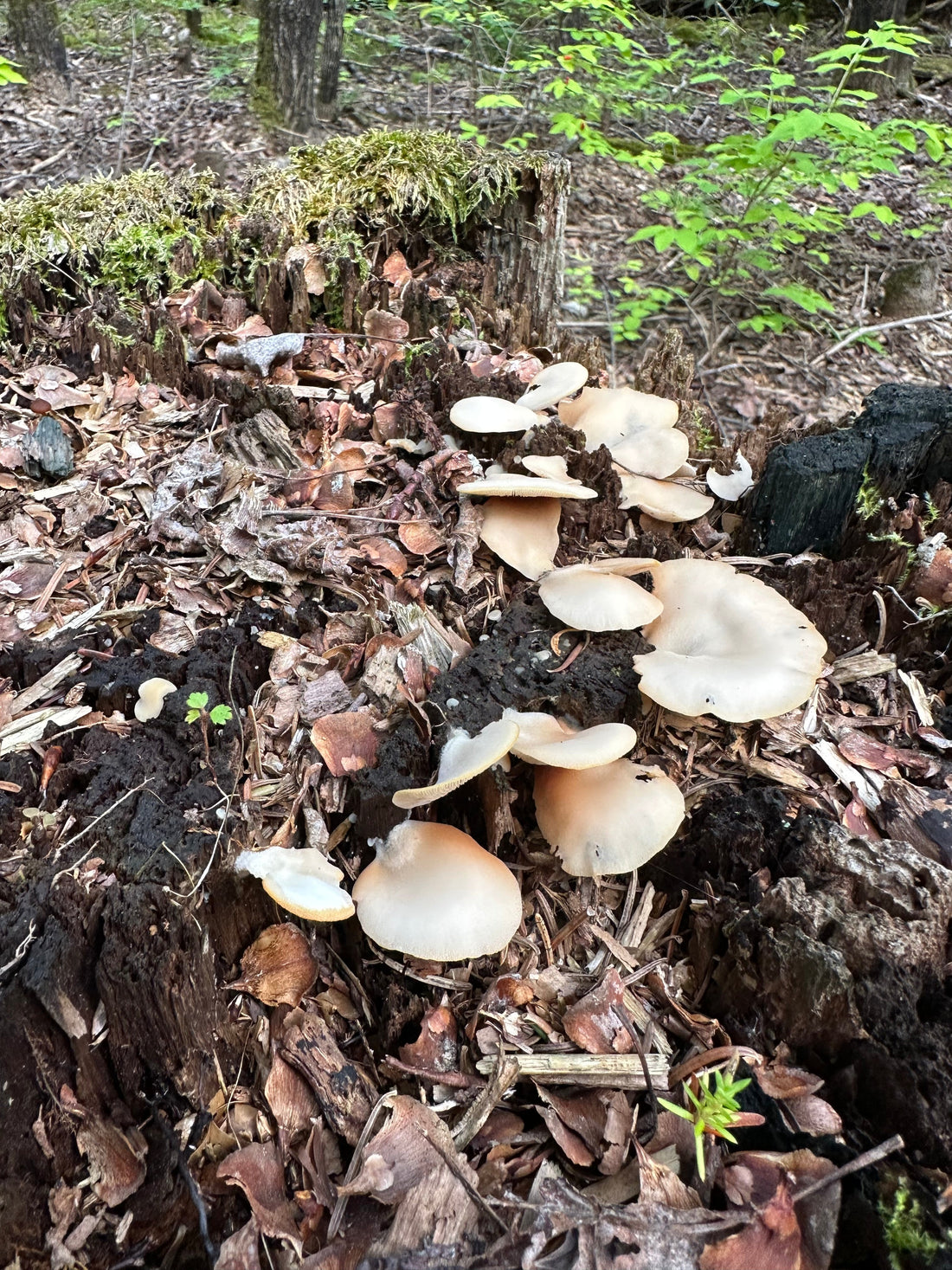 Mushroom Tea & Foraging Fungi
