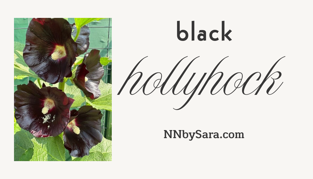 Seeds! Locally Grown in MN