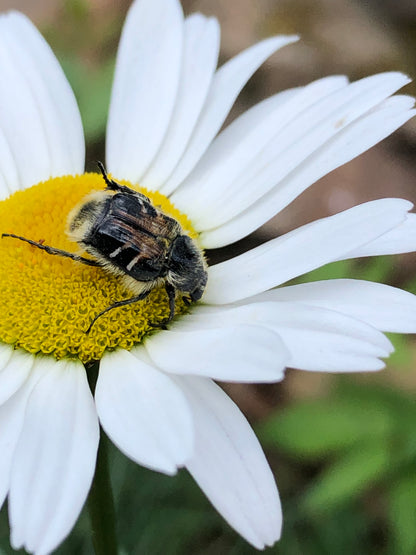 Tallow Tea lights bundle