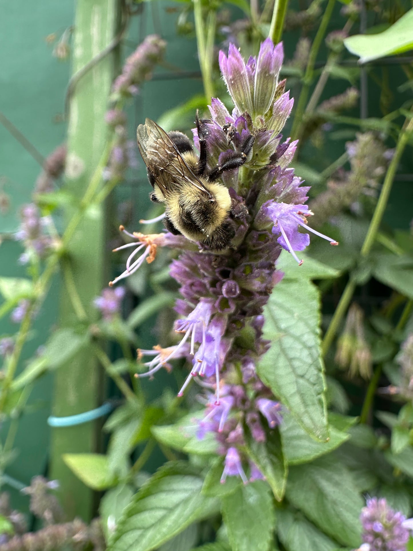 Seeds! Locally Grown in MN