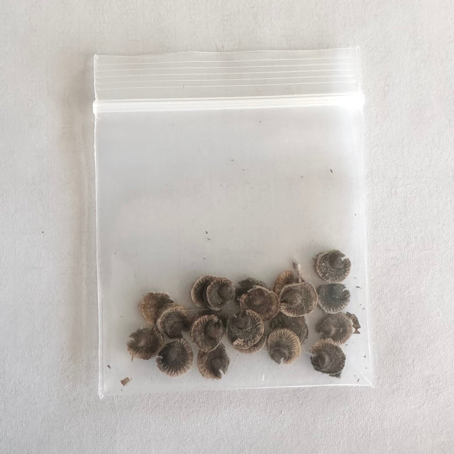 Seeds! Locally Grown in MN