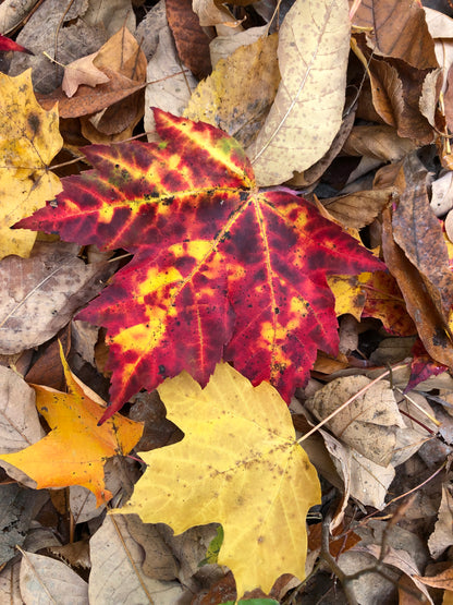 Tallow Tea lights bundle