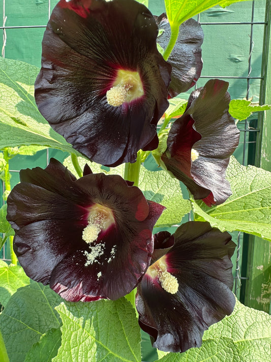 Seeds! Locally Grown in MN