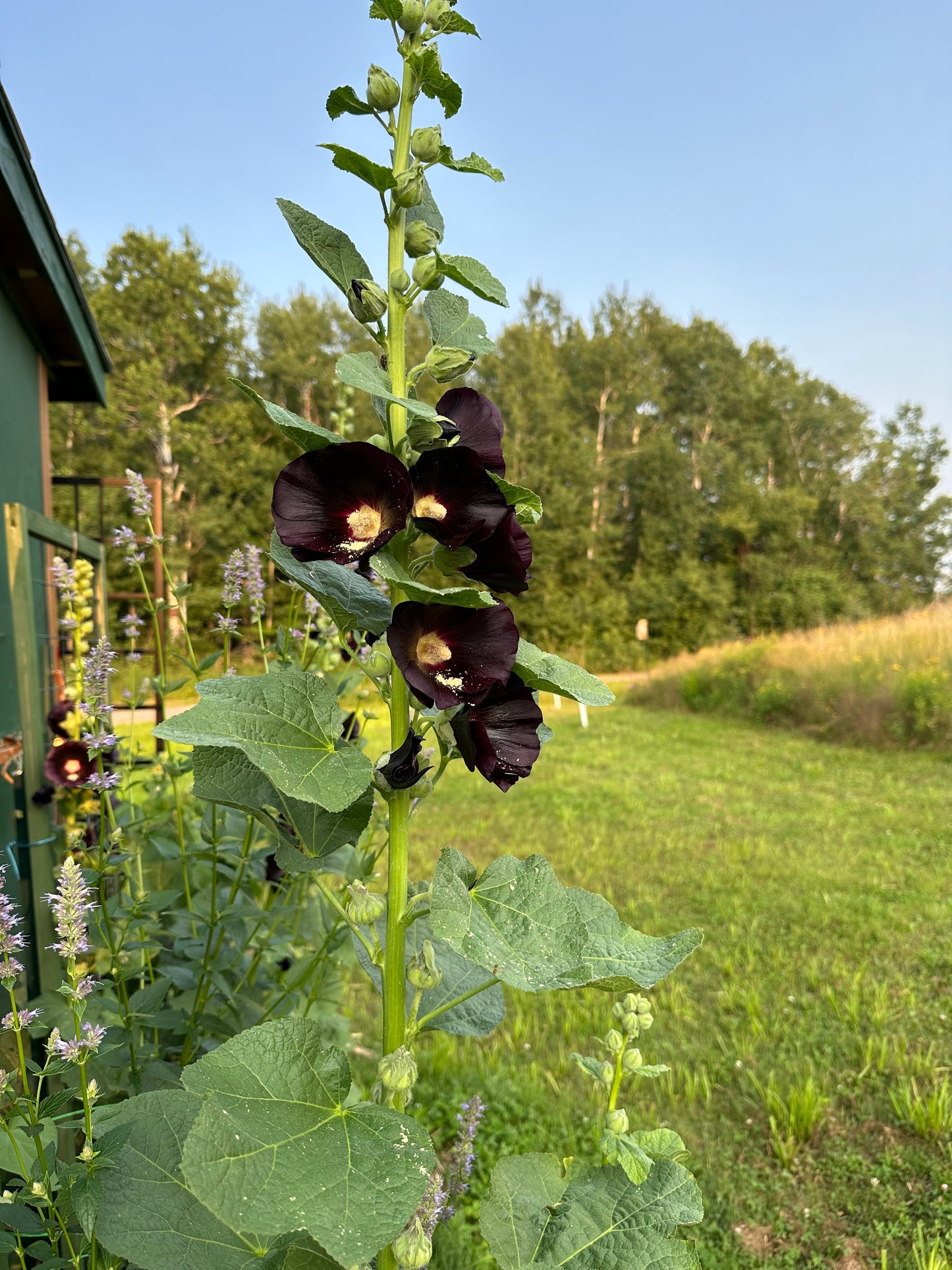 Seeds! Locally Grown in MN