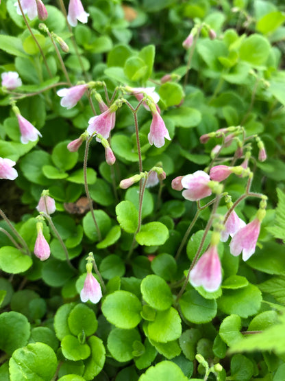 Tallow Tea lights bundle